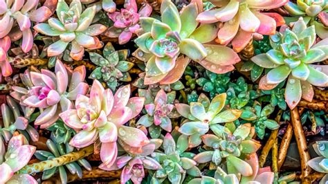 20 Pretty Pink Succulents You Must Grow Blooming Anomaly