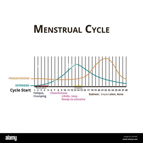 menstruationszyklus menstruation eisprung hormone Östrogen und progesteron