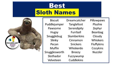 Best Sloth Names Cute Funny Male And Female Vocabulary Point