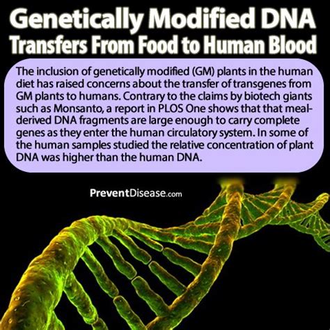 They are a subset of gmos because they are the species in which their dna is inserted into another species. OMG, GMO DNA found in human blood! What's meaning of this anti-GMO meme? | Genetic Literacy Project