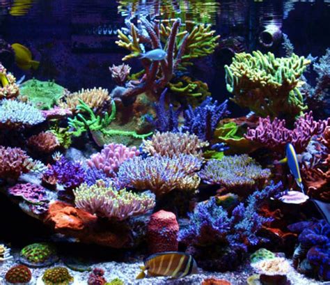 Setting Up A Reef Saltwater Aquariums Petsourcing