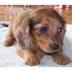 Adoption establishes a legal parent and child relationship when the adopting parent is not a child's biological or birth parent. Dachshund puppies and dogs for sale and adoption in ...