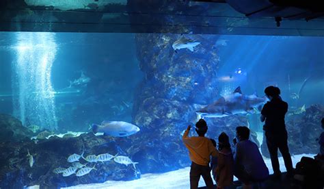Best Aquariums In Korea Explore The Undersea World K Pop Culture