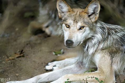 Endangered Captive-Born Mexican Gray Wolf Found Dead in Arizona | Wolf ...