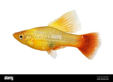 Hi Fin Platy Platy Male Xiphophorus Maculatus Tropical Aquarium Fish