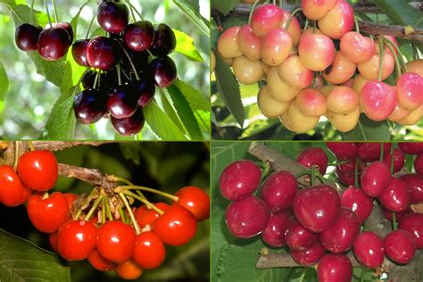4 In 1 Cherry Jubilee Tree Different Cherry Varieties Grow On Each L