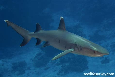 Whitetip Reef Shark Triaenodon Obesus Shark Reef Shark Sea Creatures