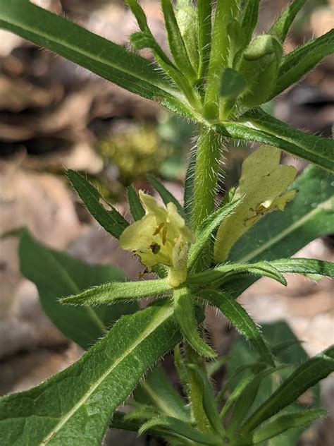 Triosteum Angustifolium L