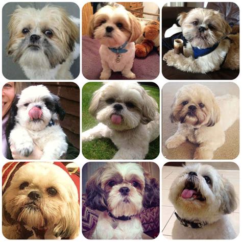 Shih Tzu Guide Exercise Needs Stories And Tips Borrowmydoggy
