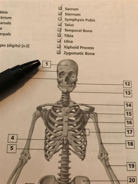 Anterior View Of The Skeletal System Flashcards Memorang