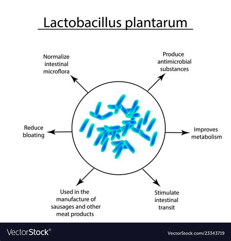 Useful Properties Of Lactobacillus Probiotic Vector Image