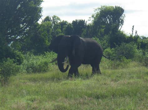 Insbesondere an der uganda gibt es ein immenses angebot an preiswerten ferienwohnungen und ferienhäusern. Uganda Express - Urlaub in Uganda in einer Woche