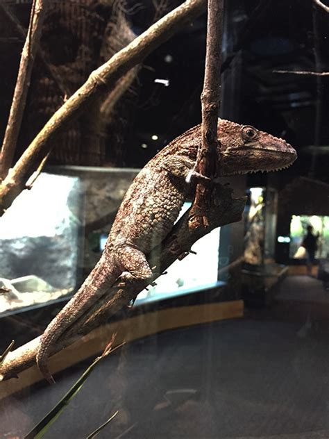Preview Zoo Atlantas New Scaly Slimy Spectacular Reptile Exhibit Goes