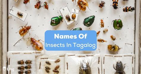 20 Common Names Of Insects In Tagalog For Nature Enthusiasts Ling App