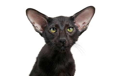 Fall In Love With These Big Eared Cats Oriental Cat Cats Cute Cat