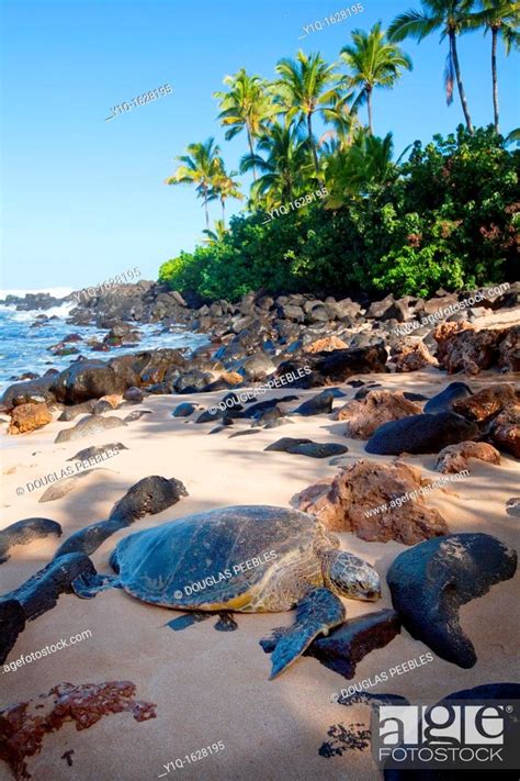 Hawksbill Turtle Laniakea Beach North Shore Oahu Hawaii Stock