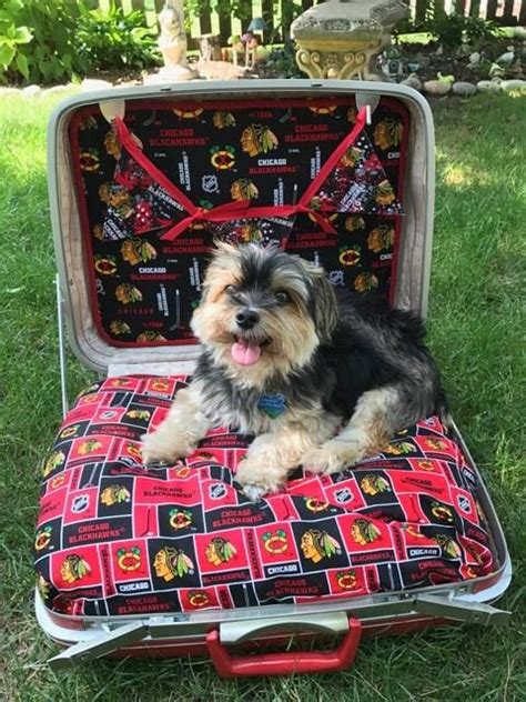 Suitcase Dog Bed Puppy Beds Suitcase Dog Bed Yorkie Puppy