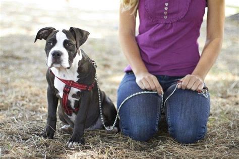 5 Obedience Commands All Dogs Need To Know The Dogington Post