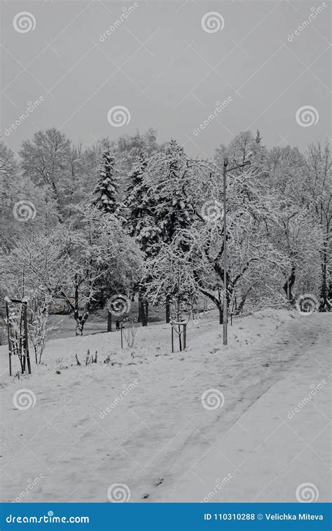 Majestic View Of Snowy Trees And Toboggan Slide In Winter Park Bankya