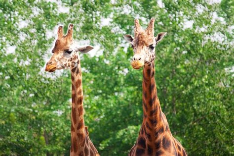 Two Giraffes Free Stock Photo Public Domain Pictures