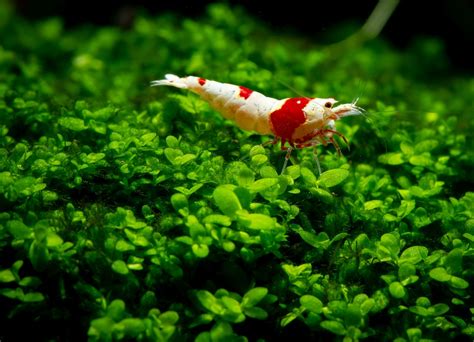 Best Plants For Shrimp Tanks Build Your Aquarium