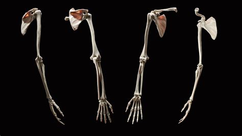 3d Anatomy Of The Upper Limb Udim Turbosquid 1945725