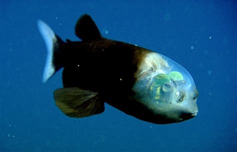 First Photos: Weird Fish With Transparent Head