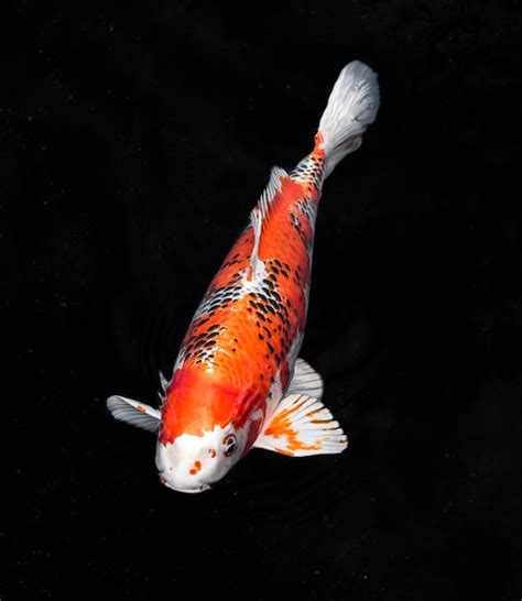 Free Photo Top View Colorful Koi Fishes