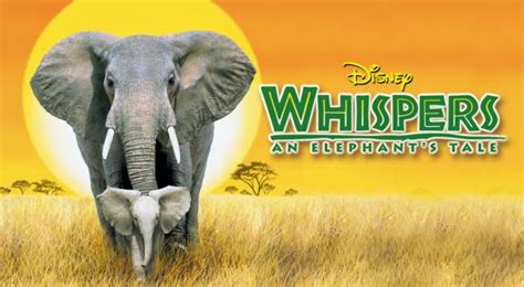 I never realized that this movie existed until i discovered the official vhs footage on youtube. Whispers: An Elephant's Tale (2000) - Dereck Joubert ...