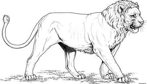 Coloriage Short Maned Lion Dessin Lion à Imprimer