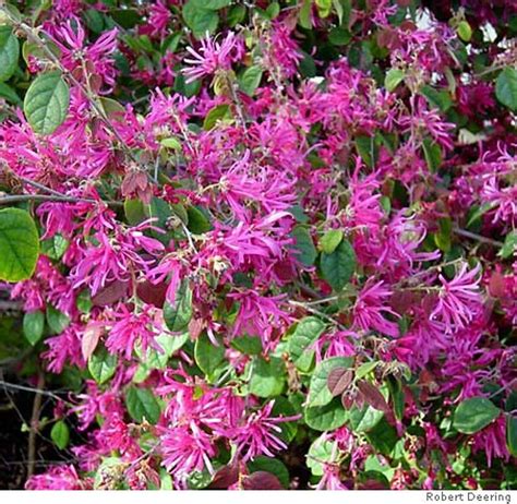 Pick Of The Week Chinese Fringe Flower Evergreen Asian Shrub