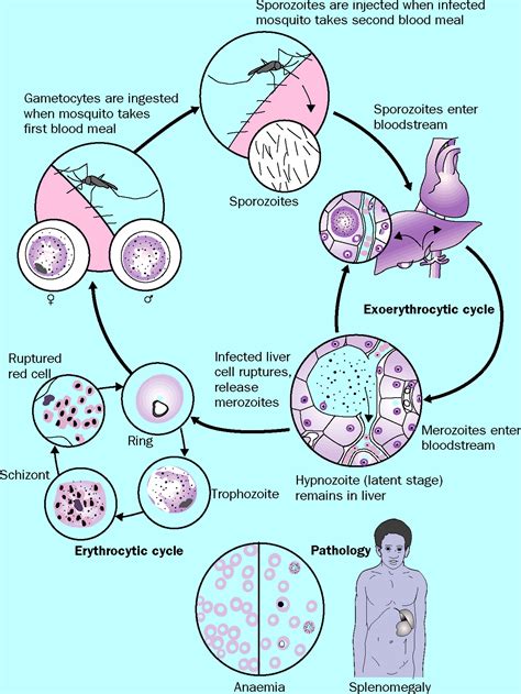 Plasmodium Falciparum Life Cycle