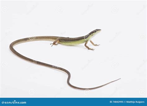 Long Tailed Grass Lizard Takydromus Sexlineatus Stock Image Image