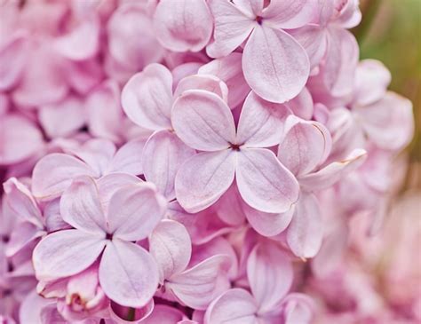 Premium Photo Macro Image Of Spring Lilac Violet Flowers