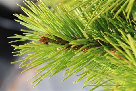 Buy Pinus Bungeana Rel Wb Chinese Lacebark Pine Conifer Kingdom