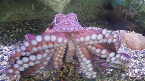 The Giant Pacific Octopus At The Living Coast The Living Coast