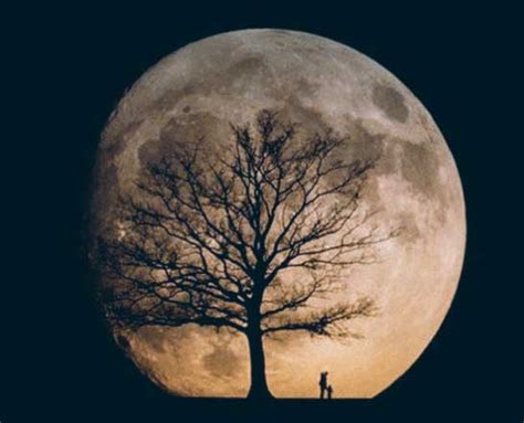 All Biggan Did You Know About Moon Trees