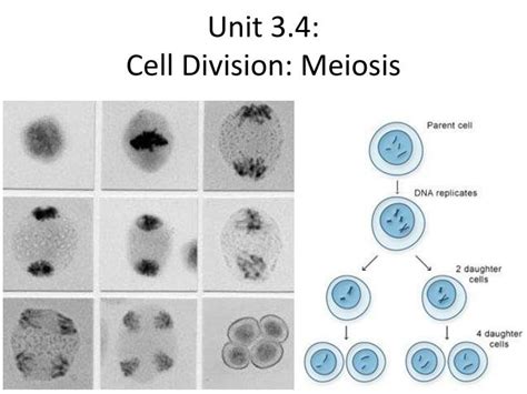 Ppt Unit Cell Division Meiosis Powerpoint Presentation Free The Best Porn Website
