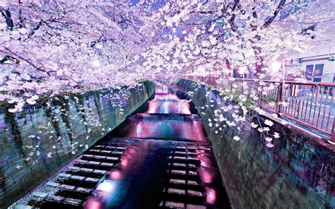 Cherry Blossom Wallpaper For Desktop 75 Images