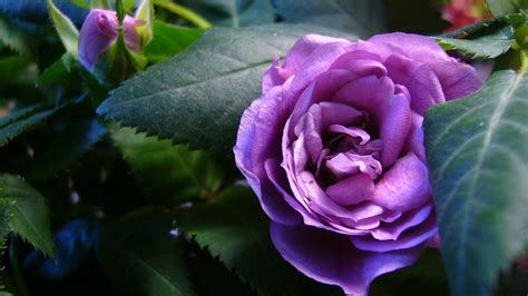 Beautiful Purple Roses In The Garden Wallpapers And Images