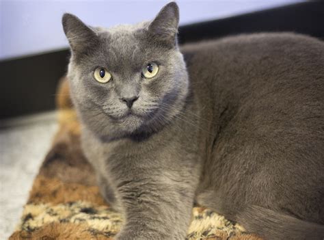 Adopting a pet means you need to commit to and take care of it for please note that the cat welfare society is not a shelter and we do not house any cats. Todd is a handsome, sweet #cat available for adoption at ...