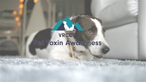 Pet Toxin Exposure Youtube