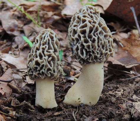 Edible Wild Mushrooms In Pa Mishkanetcom