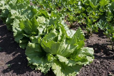 How To Grow And Harvest Iceberg Lettuce Gardender