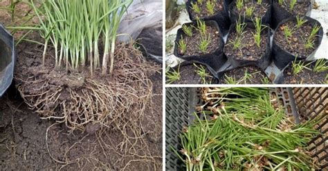 Ubi kayu merupakan tumbuhan yg mudah tumbuh dan sesuai dengan cuaca negara malaysia. Begini Caranya Teknik 'Re-Plant' Pokok Kucai Tumbuh 'Sarat ...