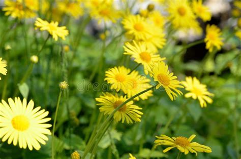 Beautiful Yellow Doronicum Orientale Flowers In Summer Stock Image
