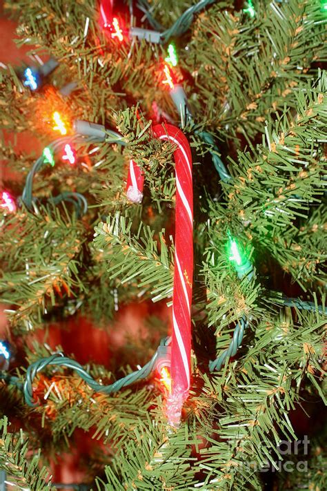 Candy Cane On Christmas Tree Photograph By Susan Stevenson Fine Art