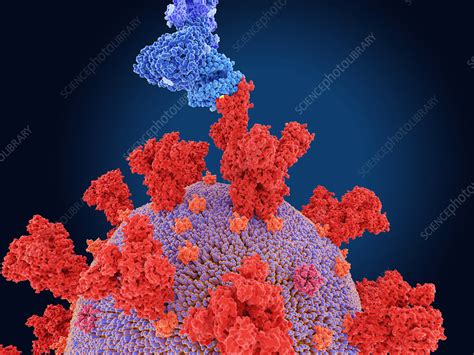 By the second wave, this variant was the predominant strain of the virus in the country. Beta Covid-19 variant, illustration - Stock Image - F032 ...