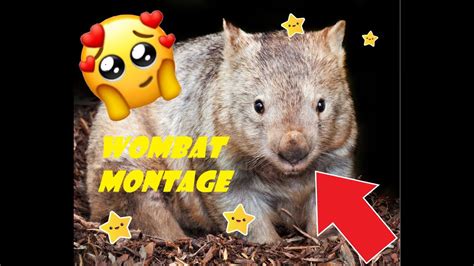 Wombat Montage With 3d Effects Youtube