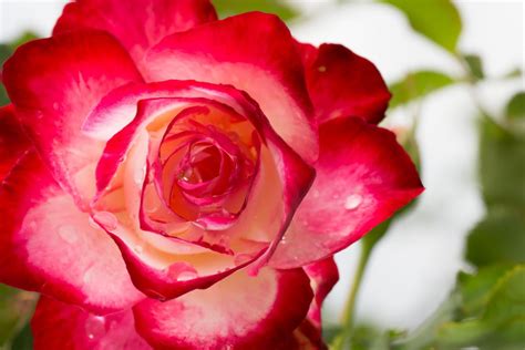 11 Dazzling Types Of Roses Southern Living